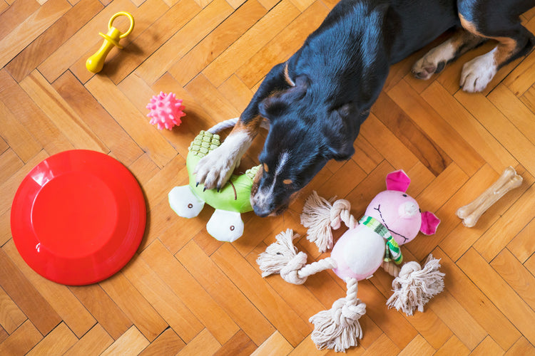 Speelgoed voor je hond | Kong