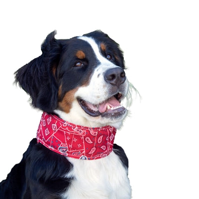 Aqua Coolkeeper Halsband Aqua Coolkeeper Red Western | Petzi online dierenwinkel